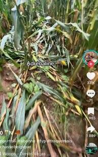 Grand Gibier 116 TikTok : les battues dans le maïs