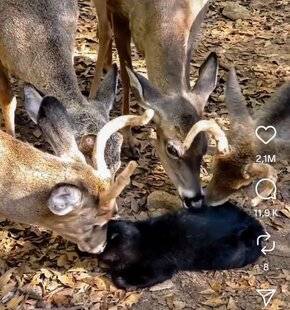 Grand Gibier 116 Instagram : un chat dorloté par des cerfs
