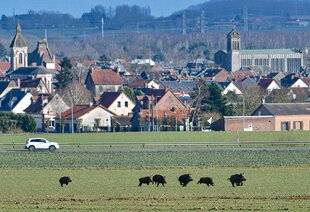 Grand Gibier 116 Coup de théâtre dans l'Aisne