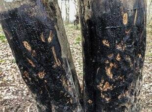 Grand Gibier 116 LES ESTOCADES