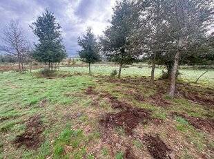 Grand Gibier 116 LES FRUCTIFICATIONS FORESTIÈRES EN CAUSE