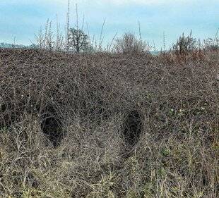 Grand Gibier 116 CES TUNNELS TRAHISSENT SA PRÉSENCE