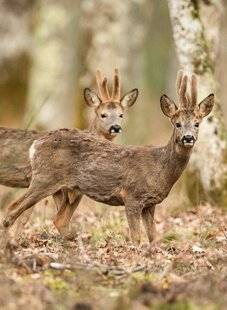 Grand Gibier 116 Les cervidés au régime sec