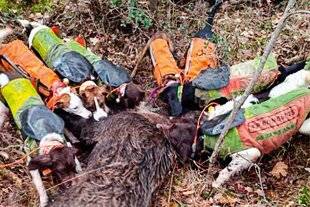 Grand Gibier 116 Les atouts d'une meute mixte pour la battue