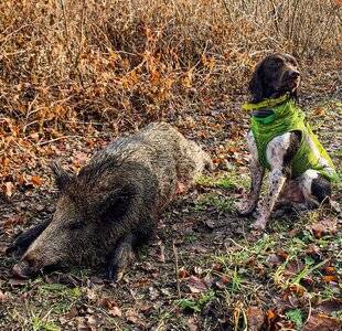 Grand Gibier 116 Le petit épagneul de Münster