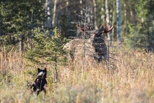 Grand Gibier 116 Chasse traditionnelle finlandaise