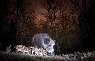 Grand Gibier 117 Sanglier, jour et nuit