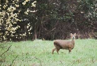 Grand Gibier 117 L'hydropote