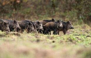 Grand Gibier 117 Prélèvements de sangliers : jusqu'où cela va-t-il aller ?