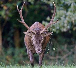 Grand Gibier 117 Une saison historique !