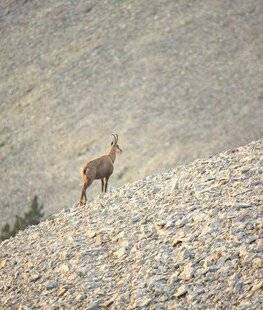Grand Gibier 117 Des hauts et des bas