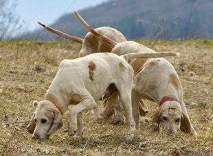 Grand Gibier 117 SUD TRADITIONS UNE FOIRE QUI A DU CHIEN