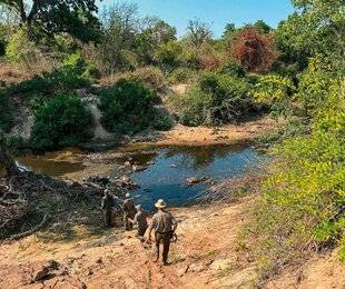 Grand Gibier 117 Éland et potamochère : les insaisissables du Cameroun