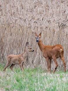 Grand Gibier 117 Crise alimentaire chez le chevreuil
