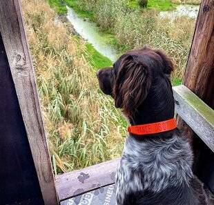 Grand Gibier 117 Le chien en chasse individuelle au grand gibier