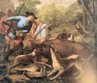 Grand Gibier 117 La chasse du sanglier au chien courant : une tradition française ?