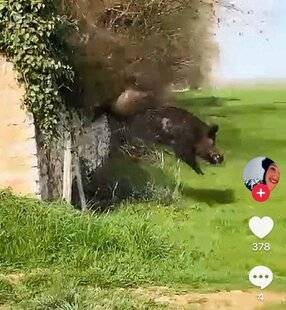 Grand Gibier 118 Un sanglier fait le mur !