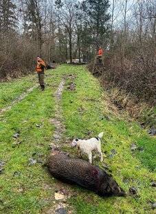 Grand Gibier 118 Pas de venaison, pas de chasse