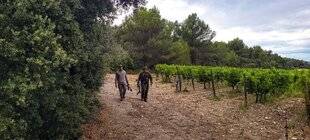 Grand Gibier 118 Sanglier à l'arc dans les Alpilles