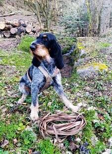Grand Gibier 118 Le chien de pied : un spécialiste de la bête noire