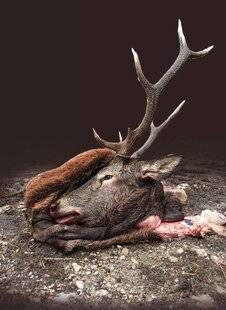 Grand Gibier 118 Les bons gestes avant taxidermie