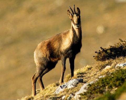 Grand Gibier 119 Gibier de montagne Nouvelle voie pour le chamois, l’isard et le mouflon