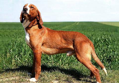 Grand Gibier 119 Le chien courant de la vallée de la Save