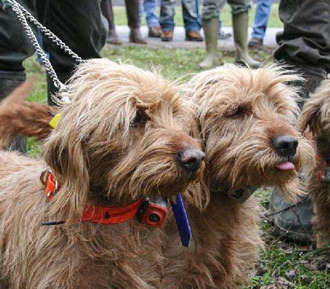 Grand Gibier 119 Les principales races de chiens courants