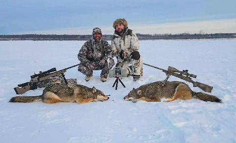 Grand Gibier 119 Coyotes, loups et ours : la trilogie souveraine