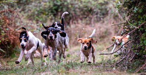 Grand Gibier 119 Les chiens courants : un patrimoine vivant