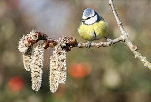 Hors-Séries 145 Les oiseaux nicheurs de la période glaciaire au XXe siècle