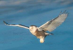Hors-Séries 145 La France des oiseaux à l'âge de glace