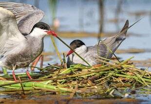 Hors-Séries 145 État des populations et leurs habitats