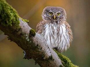 Hors-Séries 145 Forêts de moyenne montagne : le parti pris de la mixité