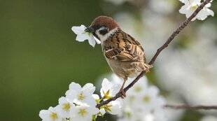 Hors-Séries 145 Le moineau friquet