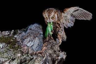 Hors-Séries 145 Le petit-duc scops