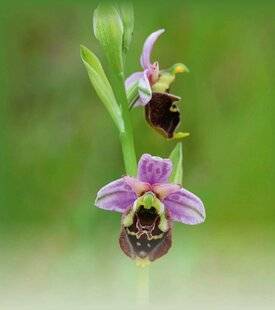Hors-Séries 145 Nos belles et sensuelles orchidées sauvages
