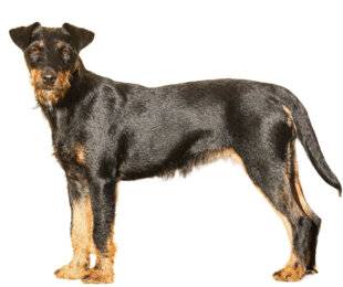 Hors-Séries 146 Le jagdterrier