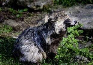 Hors-Séries 146 Deux chiens viverrins découverts dans la Loire