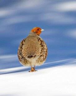 Hors-Séries 147 SURVIVRE À L'HIVER