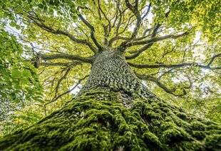 Hors-Séries 147 Faune des bois et forêts de plaine