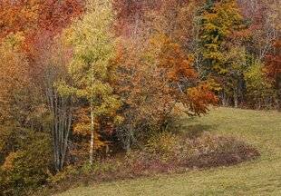 Hors-Séries 147 Feuillages d'automne : en jaune ou rouge ?