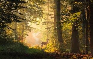 Hors-Séries 148 Haro sur les cerfs et les chevreuils