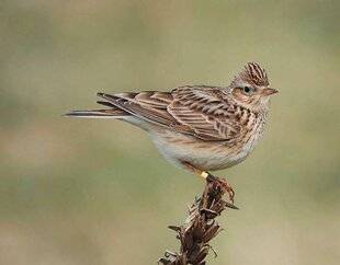 Hors-Séries 148 Hélas, la pante n'a pas tenu !