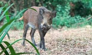 Hors-Séries 148 Dégâts : arrêtons l'hypocrisie