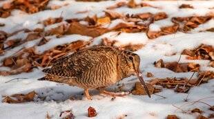 Hors-Séries 148 La bécasse ne sera plus chassée