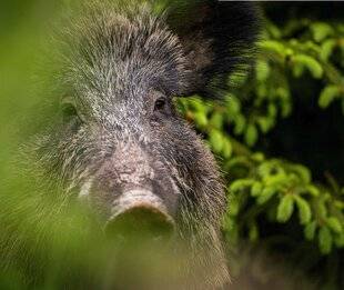 Hors-Séries 148 La farouche bête noire qui fait rêver