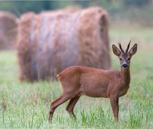 Hors-Séries 148 Un formidable gibier