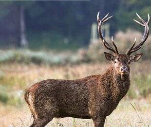 Hors-Séries 148 Le trophée d'une vie