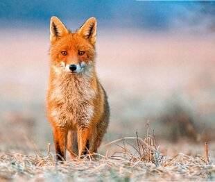 Hors-Séries 148 Finesse oblige !